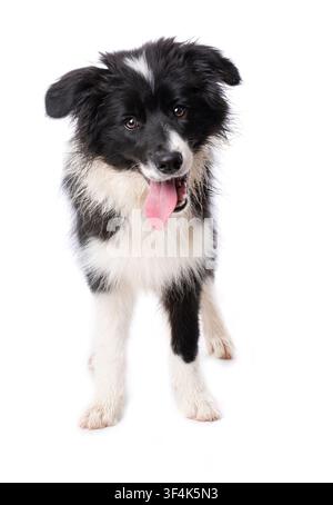 Junger Border-Collie-Hund, isoliert auf weißem Hintergrund stehend Stockfoto