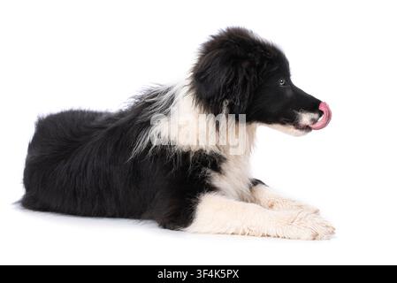 Junger Grenzhund, isoliert auf weißem Hintergrund Stockfoto