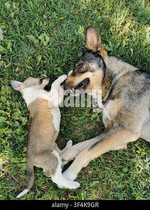 Zwei Hunde spielen zusammen auf grünem Gras im Freien Stockfoto