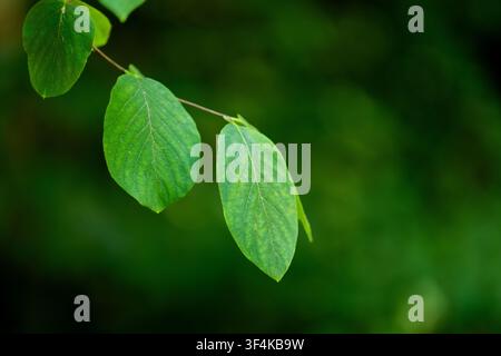 Frische grüne Buchenblätter an einem Ast mit einem weichen verschwommenen Waldhintergrund. Stockfoto
