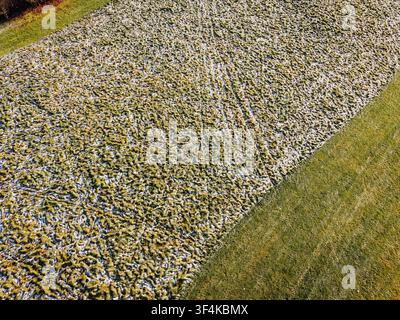 Luftbild eines Golfplatzes, der mit erstem Frost bedeckt ist und einen lebendig grünen Rasenrand in Valmiera, Valmiera, Lettland hat. Stockfoto