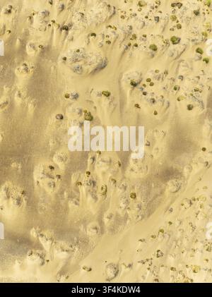 Luftbild der Wüstenlandschaft an der Skelettküste mit goldenen Sanddünen und vereinzelten Wüstensträuchern in der Kunene-Region, Namibia. Stockfoto