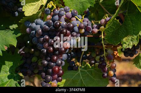 Mediterranes Weingut mit reifen Trauben vor der Ernte Stockfoto