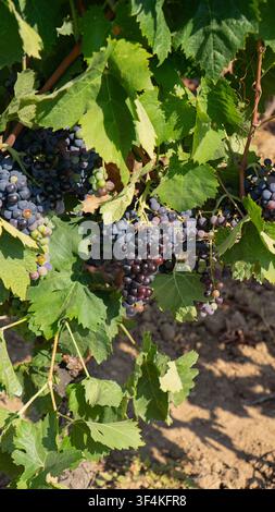 Mediterranes Weingut mit reifen Trauben vor der Ernte Stockfoto