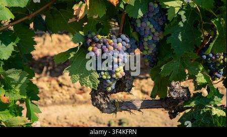 Mediterranes Weingut mit reifen Trauben vor der Ernte Stockfoto