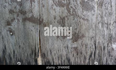 alte graue Holzoberfläche oder Sperrholzplatte. Die Holzmaserung ist ausgetrocknet, darunter verdunkelt und mit Feuchtigkeitsrissen bedeckt Stockfoto