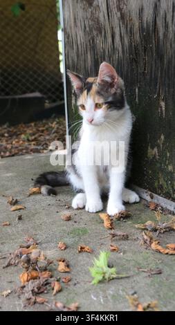 Adorables Kaliko-Kätzchen sitzt auf einer Betonfläche in der Nähe einer alten Holzwand. Das Kleine mit weißer Brust und rötlich-schwarzen Flecken Stockfoto