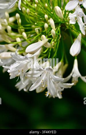 Eine detaillierte Nahaufnahme mit zarten weißen Agapanthus-Blüten und noch geschlossenen Knospen an lebhaft grünen Stielen, vor einem natürlichen verschwommenen grünen Hintergrund. Ideal für botanische Konzepte, Naturdesigns und Frühlingsblumenthemen. Stockfoto