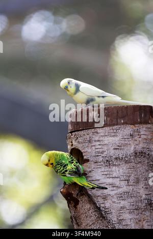 Hochauflösendes Bild von farbenfrohen Wellensittichen (Melopsittacus undulatus), die auf Ästen und um einen Holznesterkasten herum sitzen und soziales Verhalten zeigen Stockfoto