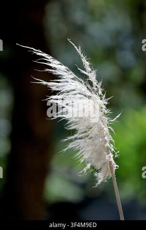 Hochauflösende Nahaufnahme eines zarten Ziergras-Blütenstandes, der von natürlichem Sonnenlicht beleuchtet wird, mit weichem grünem Bokeh-Hintergrund. Stockfoto