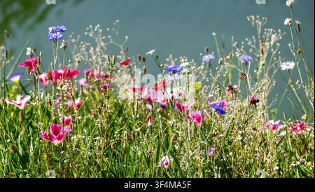 Bunter Mix aus Wildblumen auf einer Wildblumenwiese, englische Landschaft im Juli 2026 Stockfoto