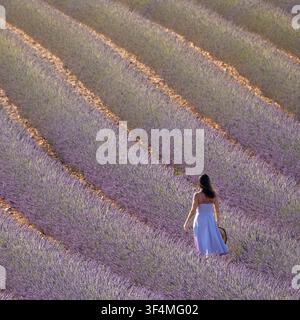 Frau in einem fließenden helllila Kleid mit verdecktem Gesicht, steht zwischen Reihen von Lavendelfluren auf einem Lavendelfeld in Valensole, Provence, Frankreich. Stockfoto