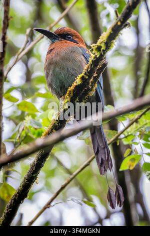 Ein Breitschnabelmotmot, Costa Rica Stockfoto