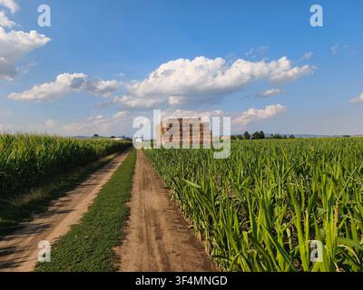 Eine ländliche Schotterstraße, die sich durch grüne Maisfelder zu einem großen Stapel Heuballen unter einem sonnigen blauen Himmel erstreckt, symbolisiert Ernte und Wachstum. Stockfoto