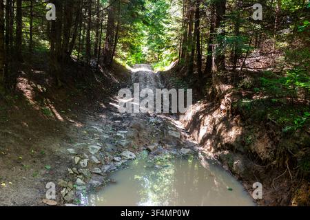 Robuster Feldweg schlängelt sich durch dichten Kiefernwald mit einem großen schlammigen Tümpel im Vordergrund, der einen anspruchsvollen Pfad für Offroad-Abenteuer bildet Stockfoto