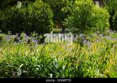 Schöne Agapanthus-Pflanzen unter der Sonne in einem Garten in Spanien Stockfoto