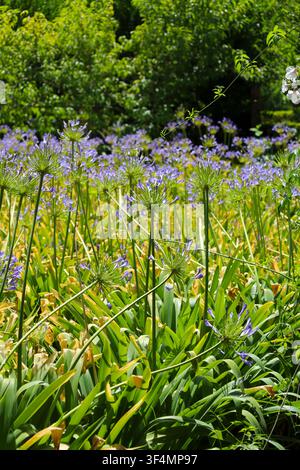 Schöne Agapanthus-Pflanzen unter der Sonne in einem Garten in Spanien Stockfoto