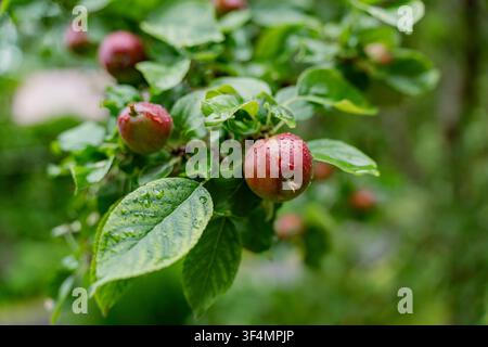 Glitzernde Wassertropfen auf reifen Äpfeln, die an einem Obstbaumzweig wachsen, symbolisieren landwirtschaftliche Versorgung, Obstbau und Nachhaltigkeit Stockfoto
