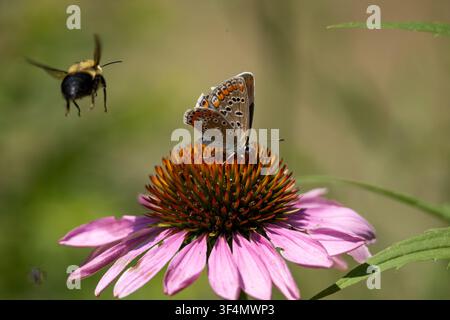 Europäische Adonisblume auf einer purpurfarbenen Sonnenhutblüte mit einer Hummel im Flug am Woodbine Beach, Toronto, Ontario, Kanada Stockfoto