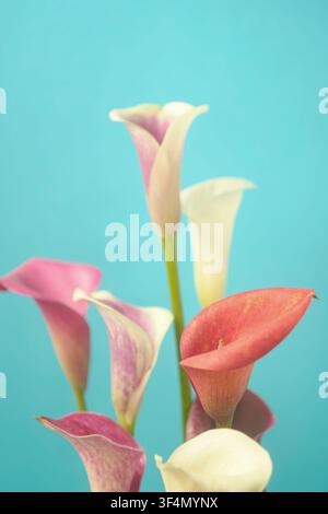 Minimale Blumenkomposition mit rosa und weißen Calla-Lilien auf einem sauberen blauen Hintergrund, Kopierraum. Stockfoto
