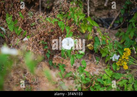 Eine Nahaufnahme einer zarten weißen Heckenkirsche-Blüte, auch bekannt als Calystegia sepium, die zwischen grünem Laub und getrockneten Stängeln blüht. Stockfoto