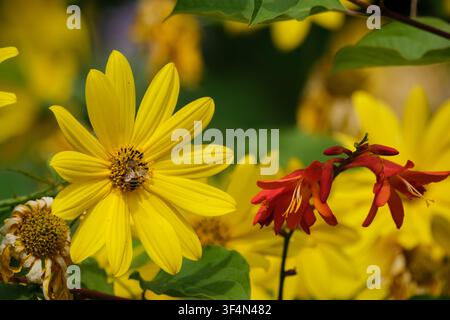 Wildblumen, die neben dem Bach in der Marktstadt Romsey in Hampshire, England, wachsen. Nahaufnahme von Blütenköpfen mit einer Biene, die Pollen sammelt Stockfoto