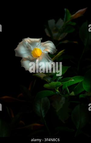 Weiße Mandevilla-Blüte mit dramatischer kreativer künstlerischer Beleuchtung, USA Stockfoto