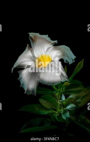 Weiße Mandevilla-Blüte mit dramatischer kreativer künstlerischer Beleuchtung, USA Stockfoto