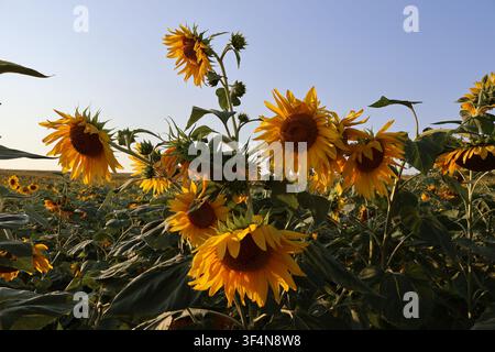 Gruppe großer blühender Sonnenblumen mit satten gelben Blütenblättern und grünen Blättern auf einem landwirtschaftlichen Feld an einem sonnigen Tag Stockfoto