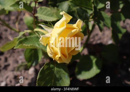 Nahaufnahme einer gelben Rosenblüte, die an einem Strauch mit grünen Blättern in einer Gartenumgebung blüht Stockfoto