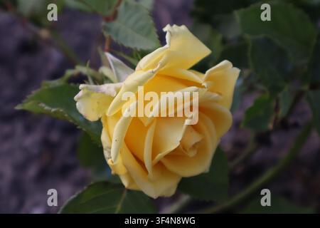 Makro-Nahaufnahme einer hellen gelben Rose in weicher Unschärfe, umgeben von grünen Blättern und dunklem Gartenerdboden im Hintergrund Stockfoto