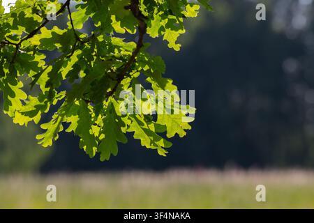 Sonnenbeschienene Eichenblätter hängen von einem schlanken Ast, von hinten beleuchtet, um die lebhaften grünen Adern und die Textur vor einem sanft verschwommenen Feld und dunklem Wald hervorzuheben, was Stockfoto