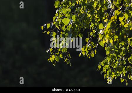 Zarte Birkenblätter hängen von schlanken Ästen und leuchten im warmen Gegenlicht vor dunklem Waldhintergrund. Die ruhige, natürliche Szene betont Textur, gr Stockfoto