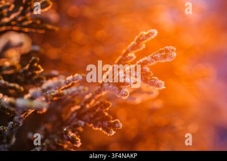 Nahaufnahme eines frostbedeckten immergrünen Zweigs im warmen Morgenlicht Stockfoto