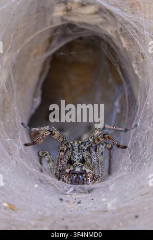 Labyrinthspinne (Agelena labyrinthine) Trichterweberspinne. Stockfoto