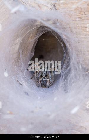 Labyrinthspinne (Agelena labyrinthine) Trichterweberspinne. Stockfoto
