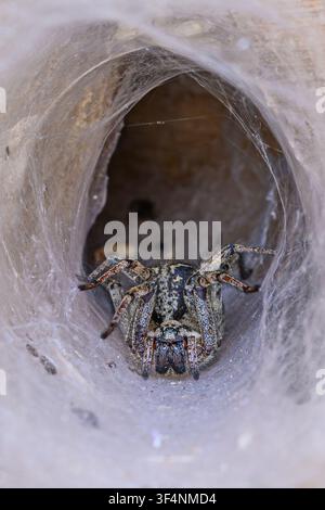 Labyrinthspinne (Agelena labyrinthine) Trichterweberspinne. Stockfoto