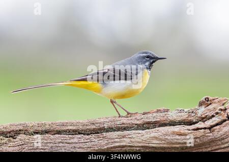 Grauschwalbe [ Motacilla cinerea ] Männlicher Vogel auf einem verrotteten Baumstamm, Somerset, UK Stockfoto