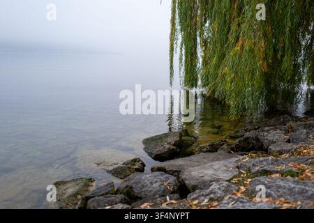 Nebliges Ufer des Traunsees in Gmunden, Österreich, Trauerweide über ruhigem Wasser und felsiger Vordergrund bei Sonnenuntergang. Stockfoto