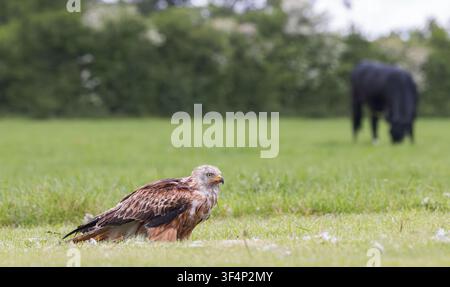 Roter Milan [ Milvus milvus ] frisst eine Taubenkadaver auf dem Boden mit einer schwarzen Kuh unscharf im Hintergrund auf einem Feld in Somerset, UK Stockfoto