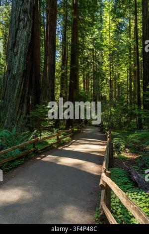 Ein friedlicher Wanderweg windet sich durch die majestätischen alten Rotbuchen, die in der grünen Landschaft des Muir Woods National Monument zu finden sind. Stockfoto