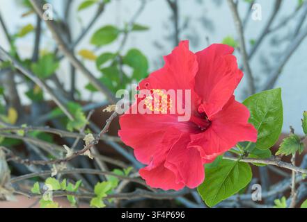 Nahaufnahme einer leuchtend roten Hibiskusblüte, die an einem Ast mit grünen Blättern im Freien blüht Stockfoto