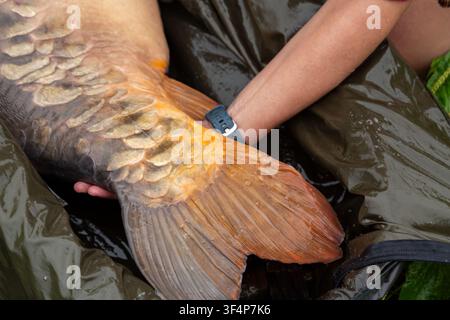 Große Karpe ruht auf einer nassen grünen Angelmatte, während ein Angler den Fisch mit einem Arm stützt. Schuppen und Schwanzflosse sind im Nahaufnahme deutlich sichtbar. Stockfoto