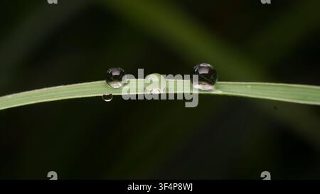 Kleine Tautropfen auf einem grünen Grashalm Makro Stockfoto