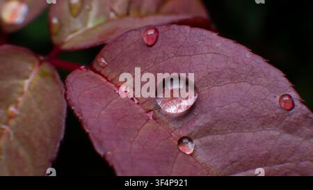 Frische Wassertropfen auf roten Blättern nach dem Regen Makro Stockfoto