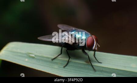 Nahaufnahme einer metallisch grünen Fliege mit roten Augen, die auf einem Blatt steht, ideal für Makro-Insektenfotografie, Wildtierdetails, Gartenökologie, Biologie Stockfoto