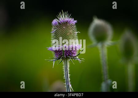Wilde Karde (Dipsacus fullonum) mit violetten Blütenblättern, makrofotografiert vor einem verschwommenen grünen Hintergrund. Stockfoto