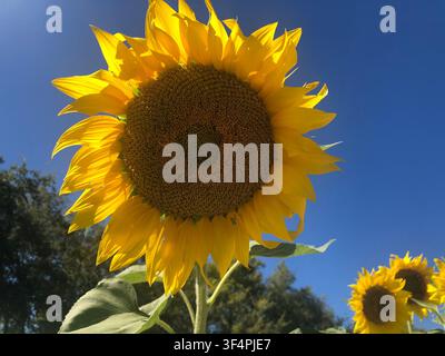 Ein lebendiger Sonnenblumen in voller Blüte, von unten gegen einen hellblauen Himmel fotografiert, mit zusätzlichen Sonnenblumen im Hintergrund sichtbar. Stockfoto