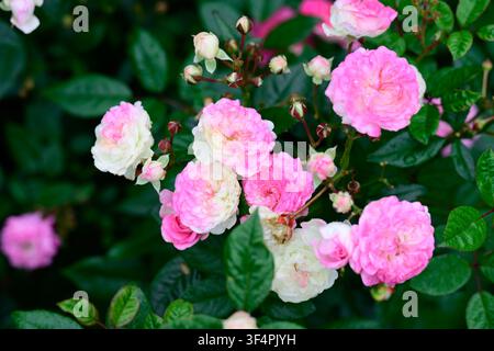 Die Feen-Polyantha-Rosenblüten mit Regentropfen, die an einem Strauch mit nassen grünen Blättern nach Sommerregen blühen Stockfoto
