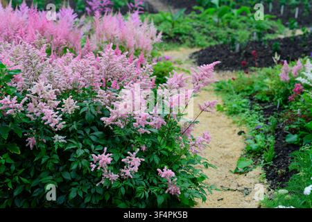 Rosa Astilbe Kvele-Blumenstrauch blüht über Gartenweg mit Holzhackschnitzeln als Mulch in formeller Landschaftsgestaltung im Hinterhof-Hintergrund Kopierraum Stockfoto